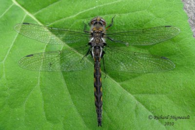Emerald - Epitheca canis - Beaverpond Baskettail 1m10