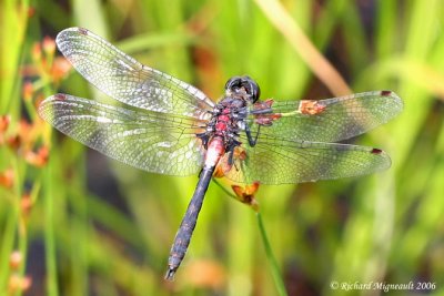 Skimmer - Leucorrhinia glacialis - Crimson-ringed Whiteface m6