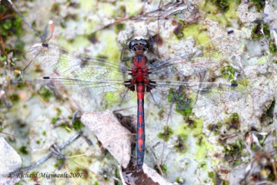 Skimmer - Leucorrhinia hudsonica - Hudsonian Whiteface m7