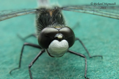 Skimmer - Leucorrhinia intacta - Dot-tailed Whiteface 2 m11