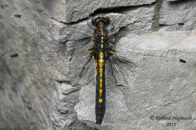Skimmer - Leucorrhinia intacta - Dot-tailed Whiteface 3 m11