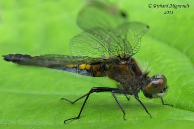 Skimmer - Leucorrhinia intacta - Dot-tailed Whiteface 4 m11