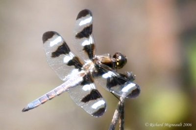 Skimmer - Libellula pulchella - Twelve-spotted Skimmer male m6