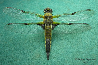 Skimmer - Libellula quadrimaculata - Four-spotted skimmer 1 m11