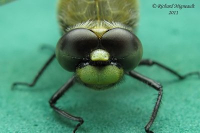 Skimmer - Libellula quadrimaculata - Four-spotted skimmer 2 m11