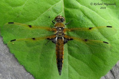 Skimmer - Libellula quadrimaculata - Four-spotted skimmer 3m10