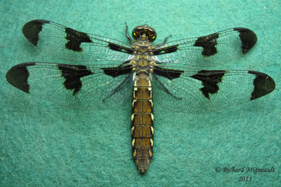 Skimmer - Plathemis lydia - Common Whitetail female m11