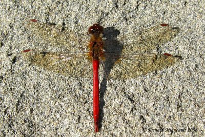 Skimmer - Sympetrum vicinum - Autumn Meadowhawk m8