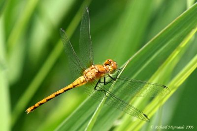 Skimmer - Sympetrum obtrusum - White-faced Meadowhawk 6m6