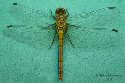 Skimmer - Sympetrum obtrusum - White-faced Meadowhawk 10 m11