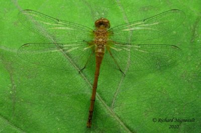 Skimmer - Sympetrum vicinum - Autumn Meadowhawk 2m10