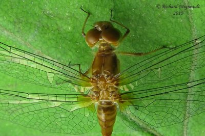 Skimmer - Sympetrum vicinum - Autumn Meadowhawk 3m10