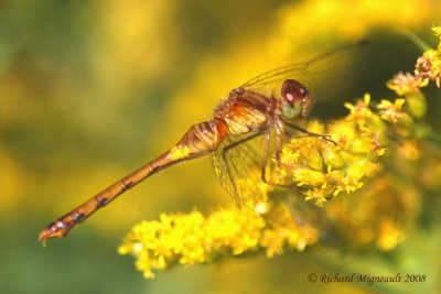 Skimmer - Sympetrum vicinum - Autumn Meadowhawk 4m8