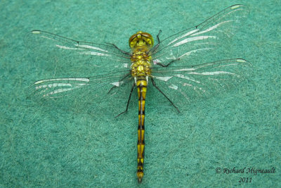 Skimmers - Black Meadowhawk - Sympetrum danae female 1 m11f