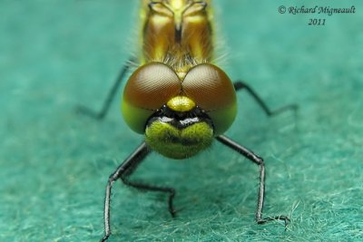 Skimmers - Black Meadowhawk - Sympetrum danae female 3 m11f