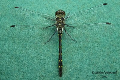Skimmers - Black Meadowhawk - Sympetrum danae male 1 m11f