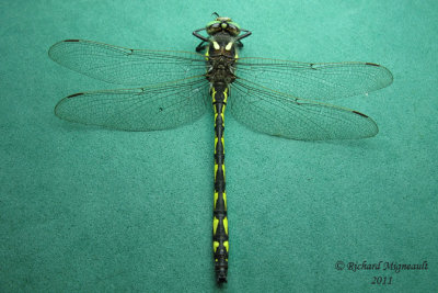 Spiketail - Delta-spotted Spiketail - Cordulegaster diastatops 1 m11f