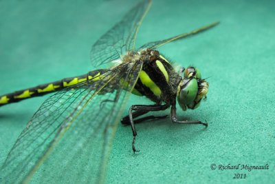 Spiketail - Delta-spotted Spiketail - Cordulegaster diastatops 2 m11f