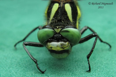 Spiketail - Delta-spotted Spiketail - Cordulegaster diastatops 3 m11f