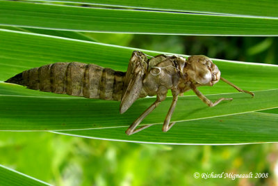 Libellule exuvia m8