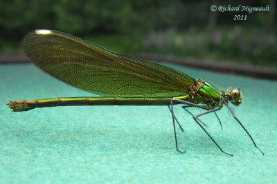 Broad-winged Damselfly - Calopteryx maculata - Ebony Jewelwing m11