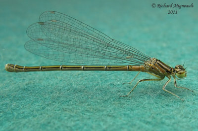 Narrow-winged Damselfly - Coenagrion resolutum - Taiga Bluet female 617 m11