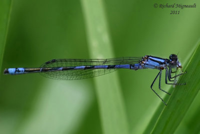 Narrow-winged Damselfly - Enallagma laterale - New England Bluet male m11