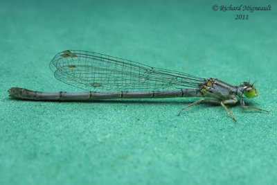 Narrow-winged Damselfly - Ischnura verticalis - Eastern Forktail female m11