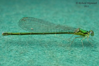 Narrow-winged Damselfly - Nehalennia irene - Sedge Sprite m11