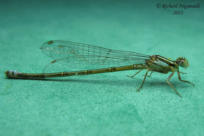 Narrow-winged Damselfly z1-607 m11