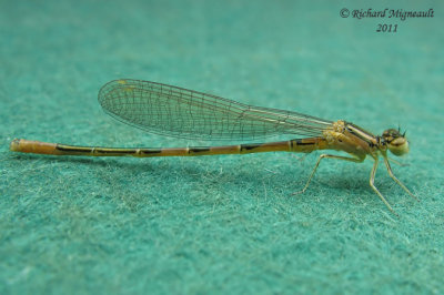 Narrow-winged Damselfly z4-617 m11