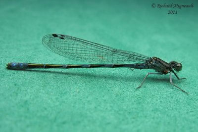 Narrow-winged Damselfly - Enallagma hageni - American Bluet 1 m11
