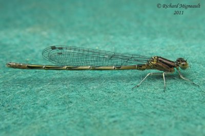 Narrow-winged Damselfly - Enallagma hageni - American Bluet 2 m11