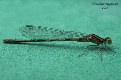 Narrow-winged Damselfly - Enallagma hageni - American Bluet 3 m11