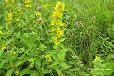 Lysimaque ponctuée - Spotted garden loosestrife - lysimachia punctata 1 m11