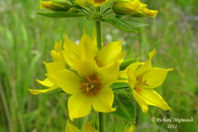 Lysimaque ponctuée - Spotted garden loosestrife - lysimachia punctata 3 m11