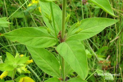 Lysimaque ponctuée - Spotted garden loosestrife - lysimachia punctata 5 m11