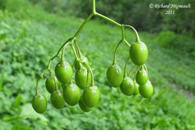 Morelle douce-amre - Bittersweet nightshade - Solanum dulcamara 6 m11