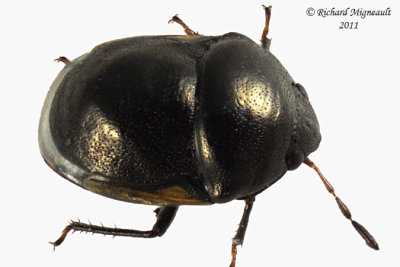 Ebony Bug - Corimelaena pulicaria m11
