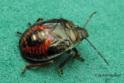 Stink Bug - Perillus Nymph m11