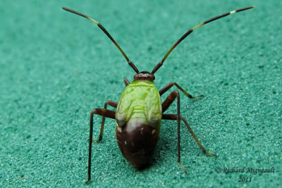 Plant Bug - Adelphocoris rapidus m11