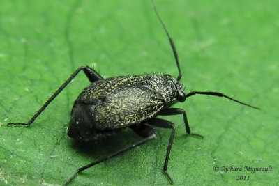 Plant bug - Orthocephalus coriaceus m11
