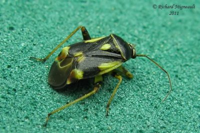 Plant bug - Polymerus unifasciatus m11