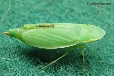 Leafhopper - Hecalus major m11