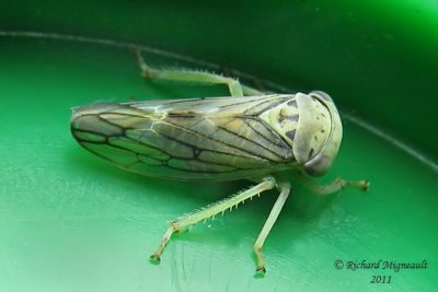 Leafhopper - Idiocerus formosus m11