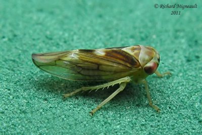 Leafhopper - Idiocerus venosus m11