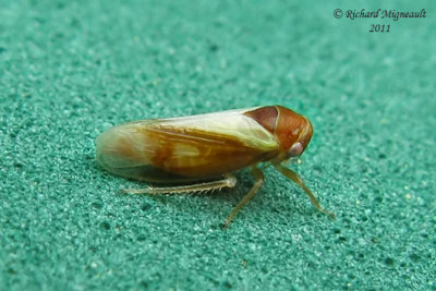 Leafhopper - Oncopsis flavidorsum female m11