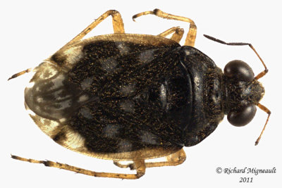 Shore bug - Saldula orbiculata 1 m11