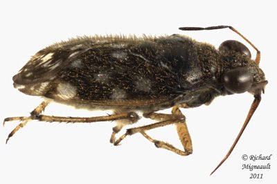Shore bug - Saldula orbiculata 2 m11