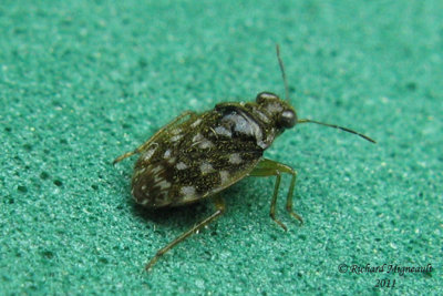 Shore bug - Saldula orbiculata 3 m11